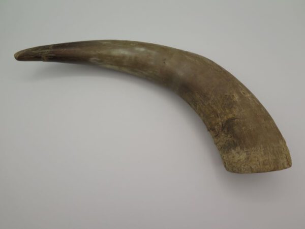 one animal horn